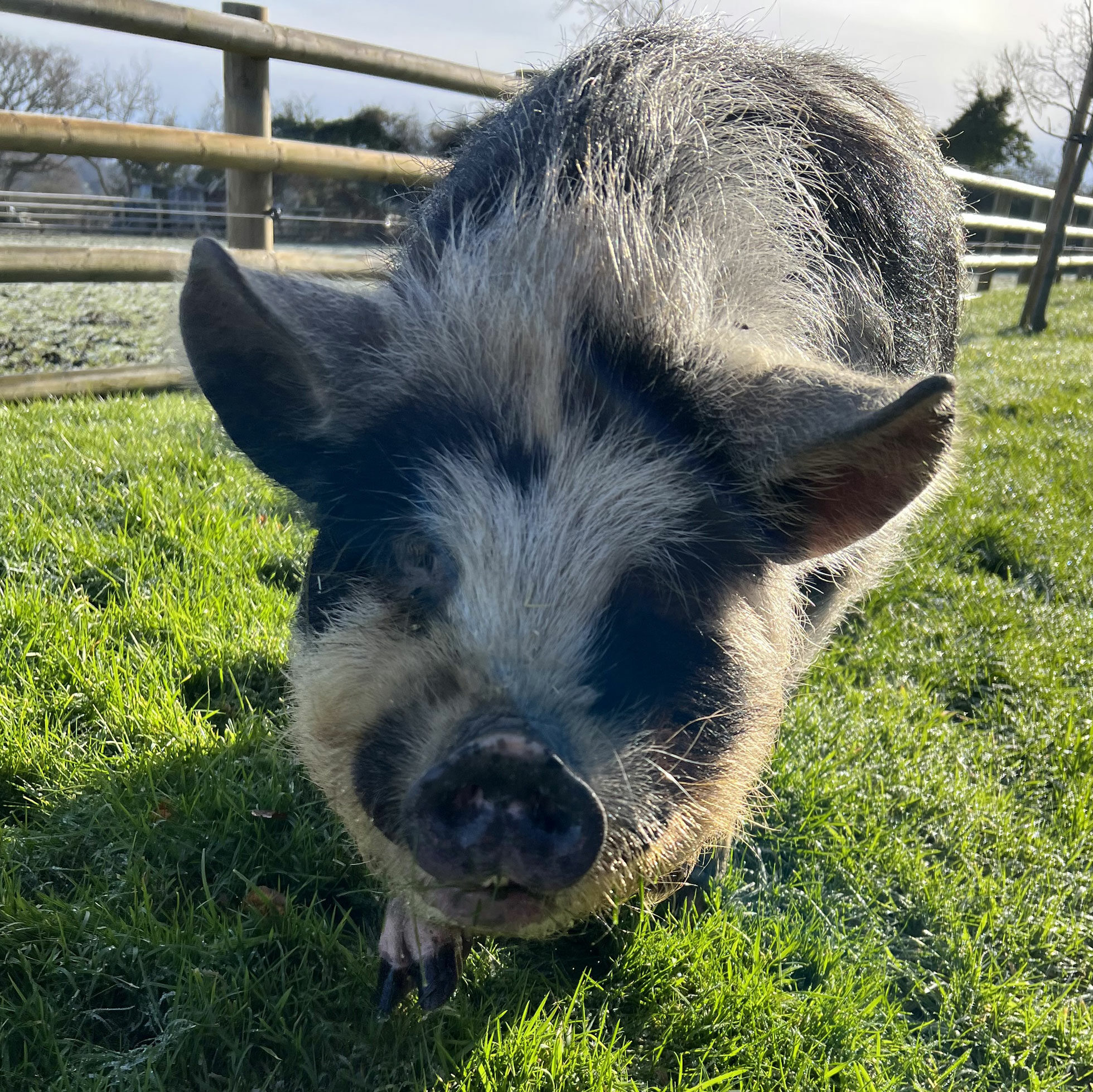 pig up close in field