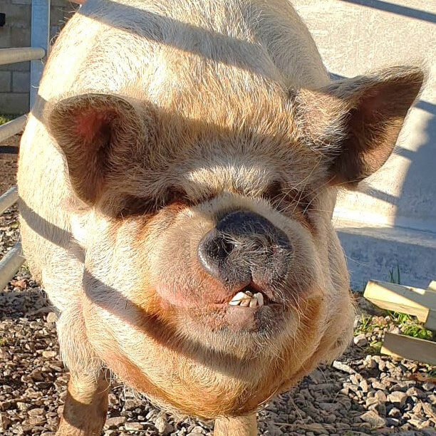 Pig face up close