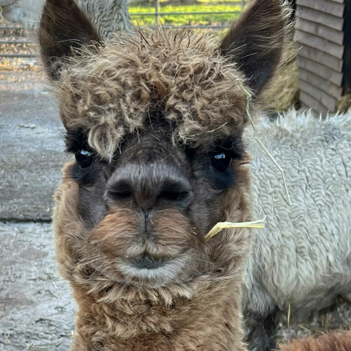 Alpaca face close up