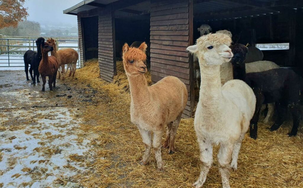 alpacas in shed with snow on the floor