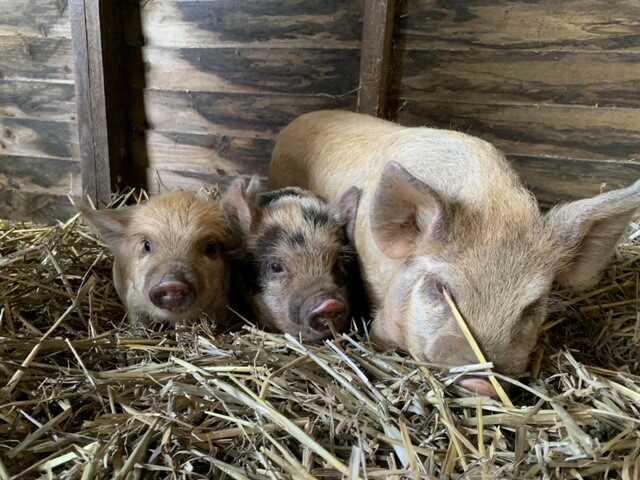 Mother pig with piglets