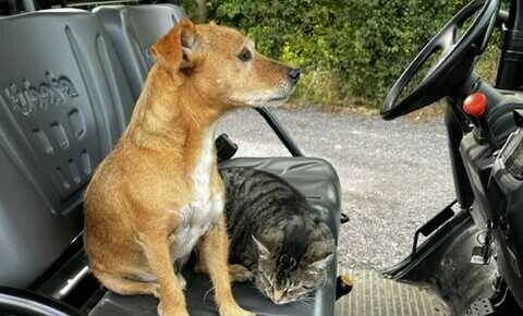 dog and cat in drivers seat