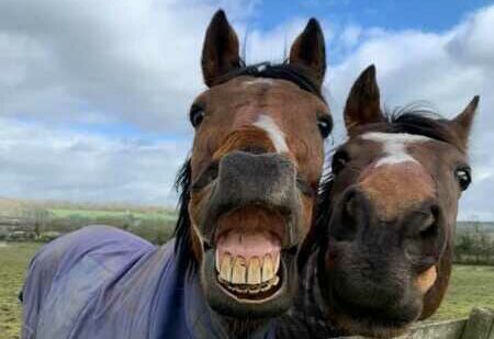 two horses smiling