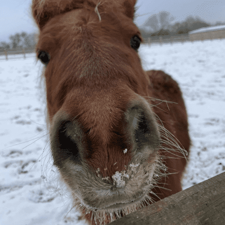 small brown shetland pony in the snow