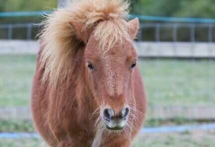 small shetland pony walking