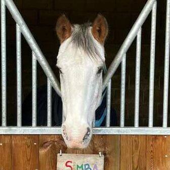 white horse with head over stable door