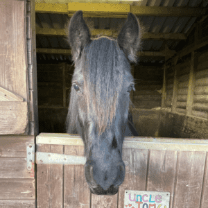 brown horse with head over stable door