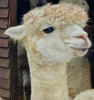 white alpaca face