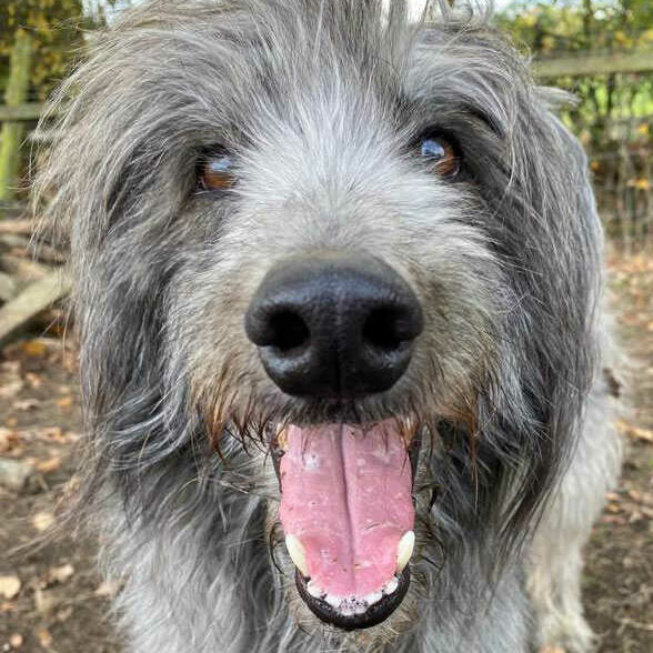 grey dog up close