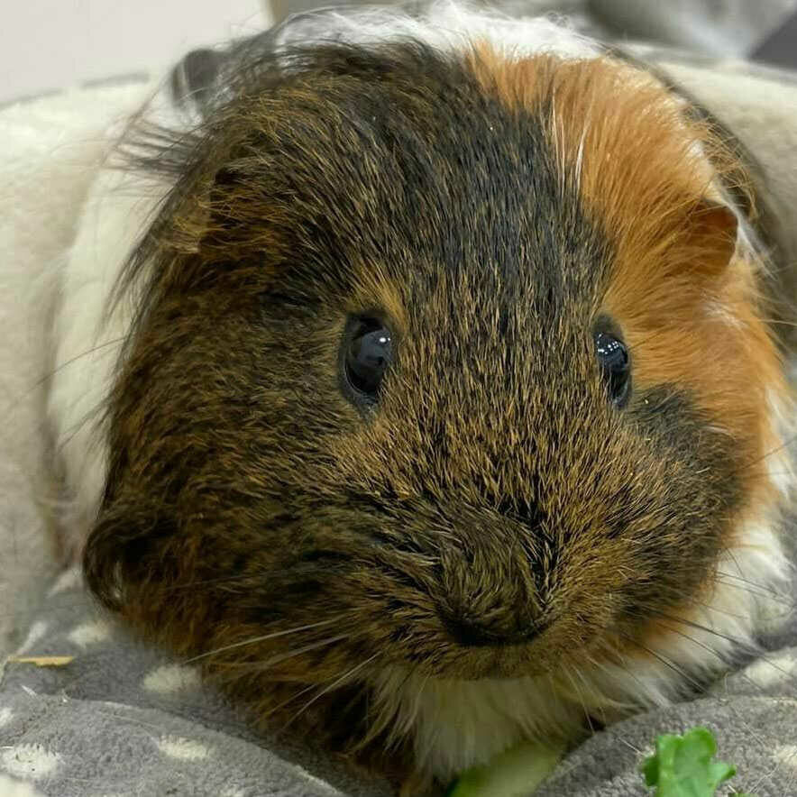 brown guinea pig