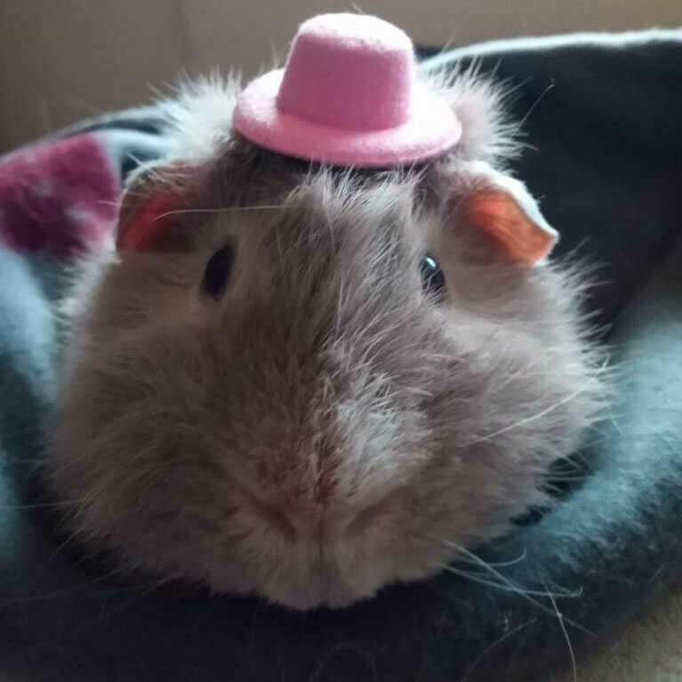 guinea pig with hat on
