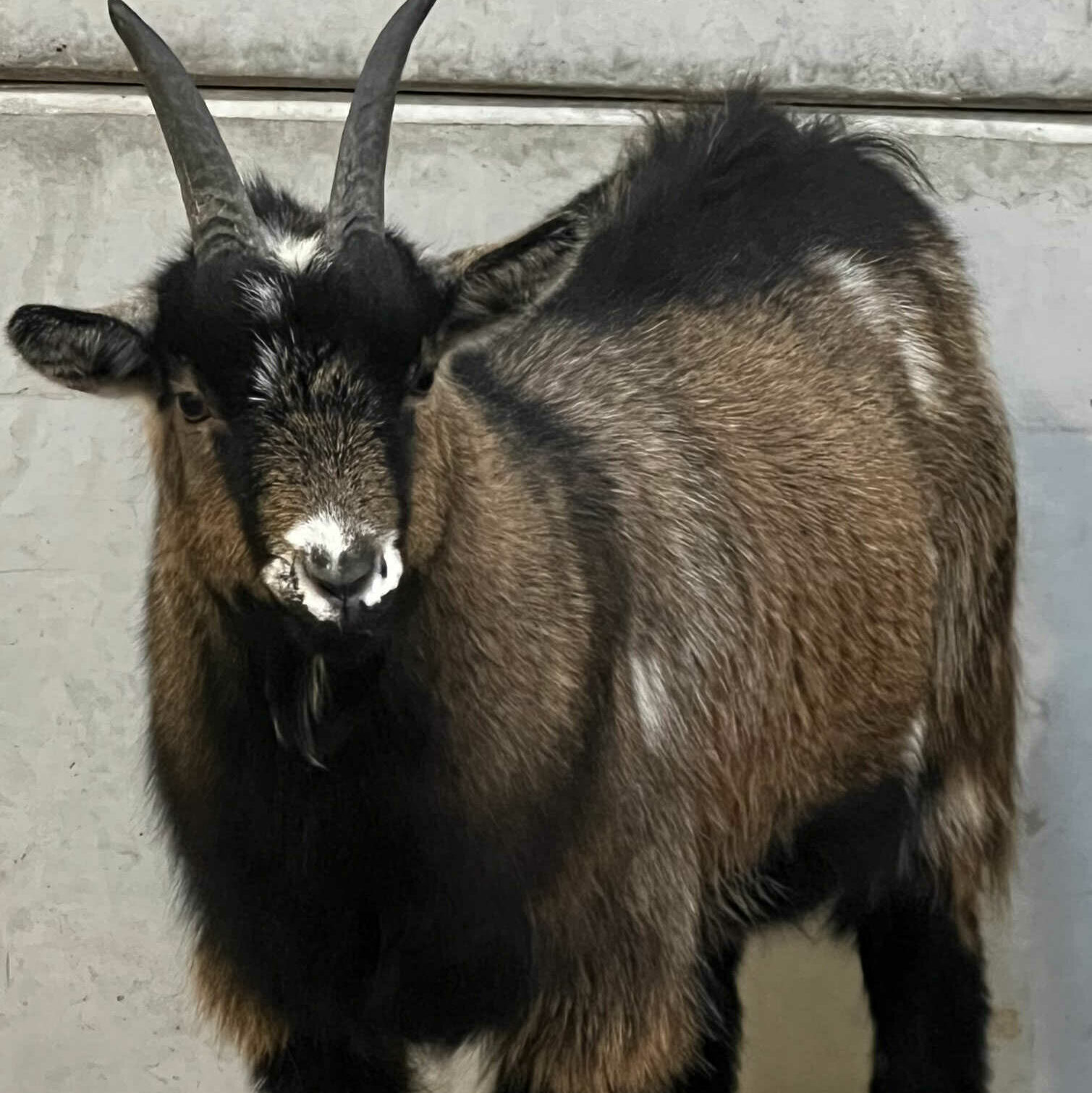 Brown goat with horns