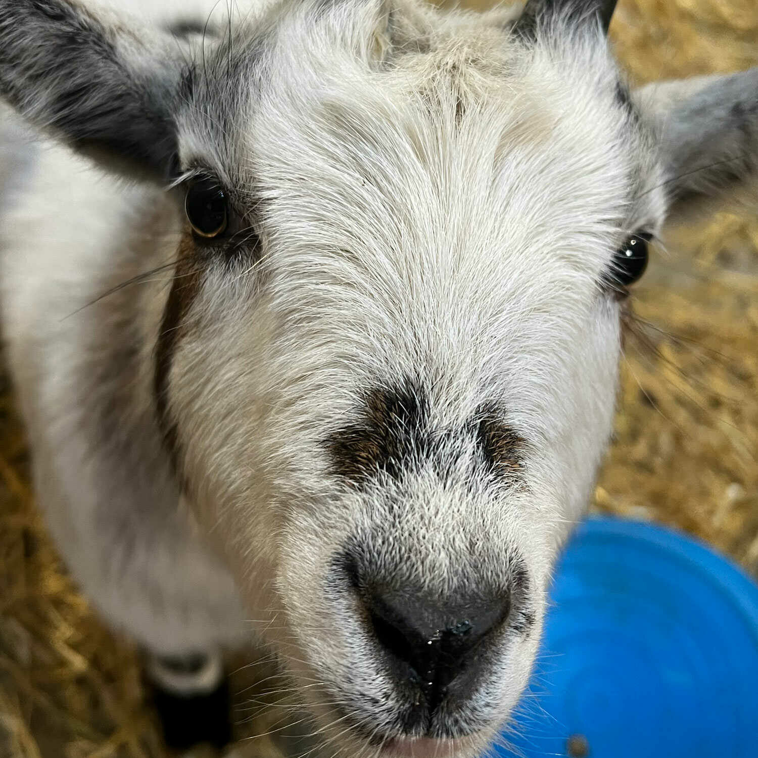 white spotty goat