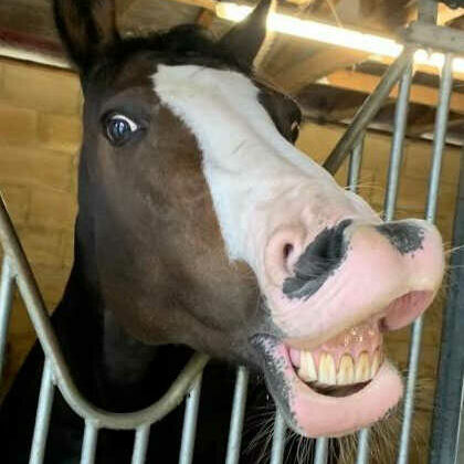 Horse showing teeth