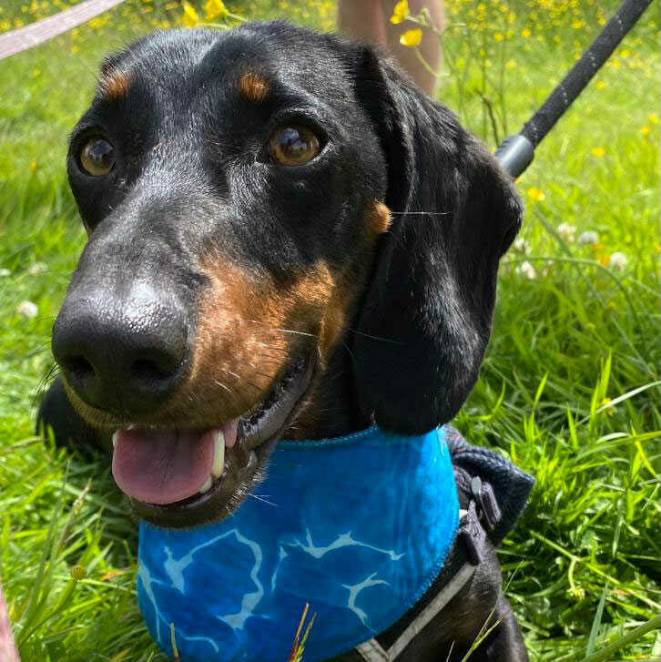 Sausage dog close up