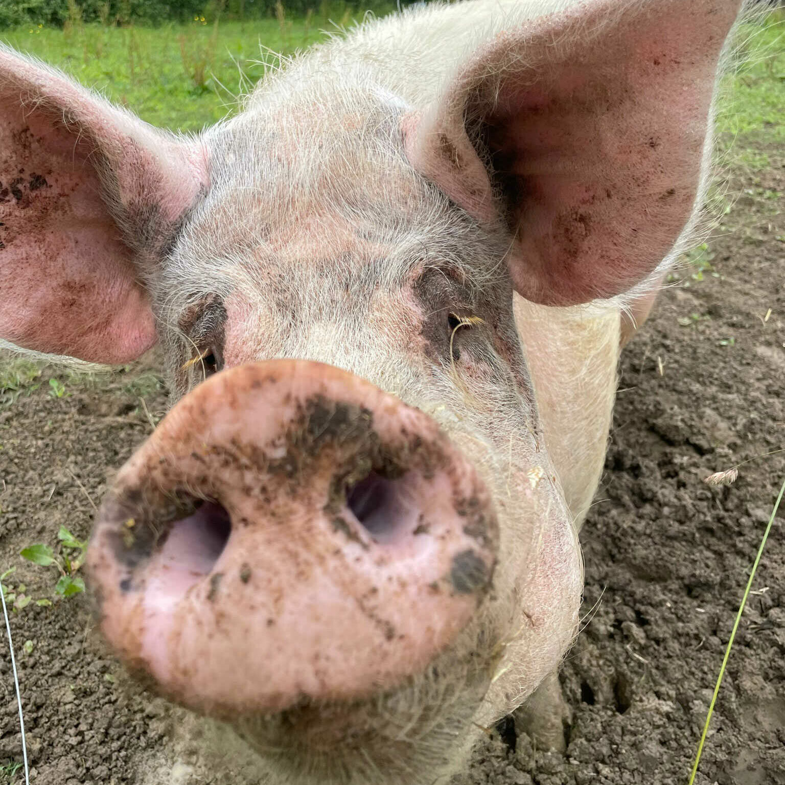 pig with snout in camera lense