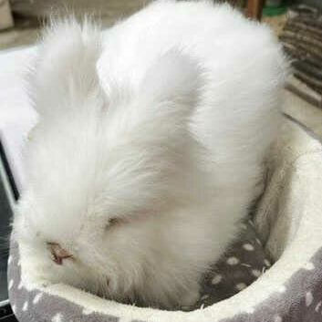Small white fluffy bunny