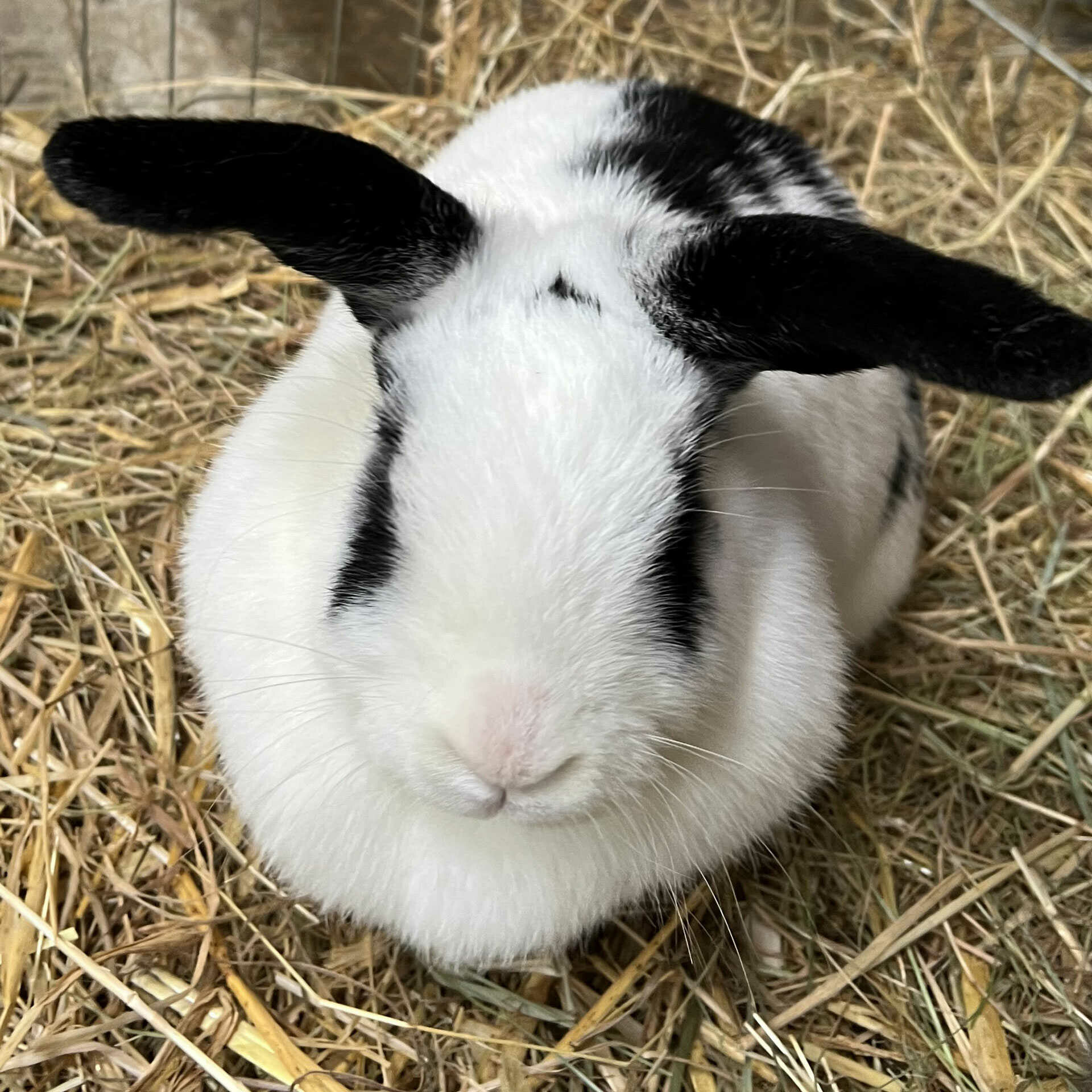 Large bunny on straw