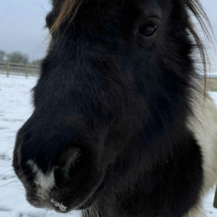 pony up close in snow