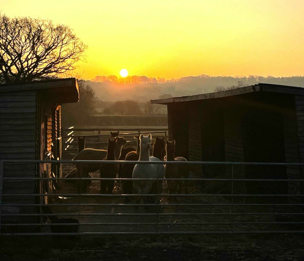 Alpacas in pen at sunset